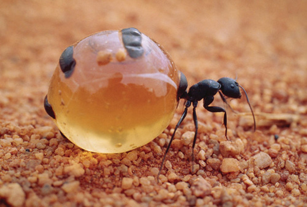 Смешной муравей